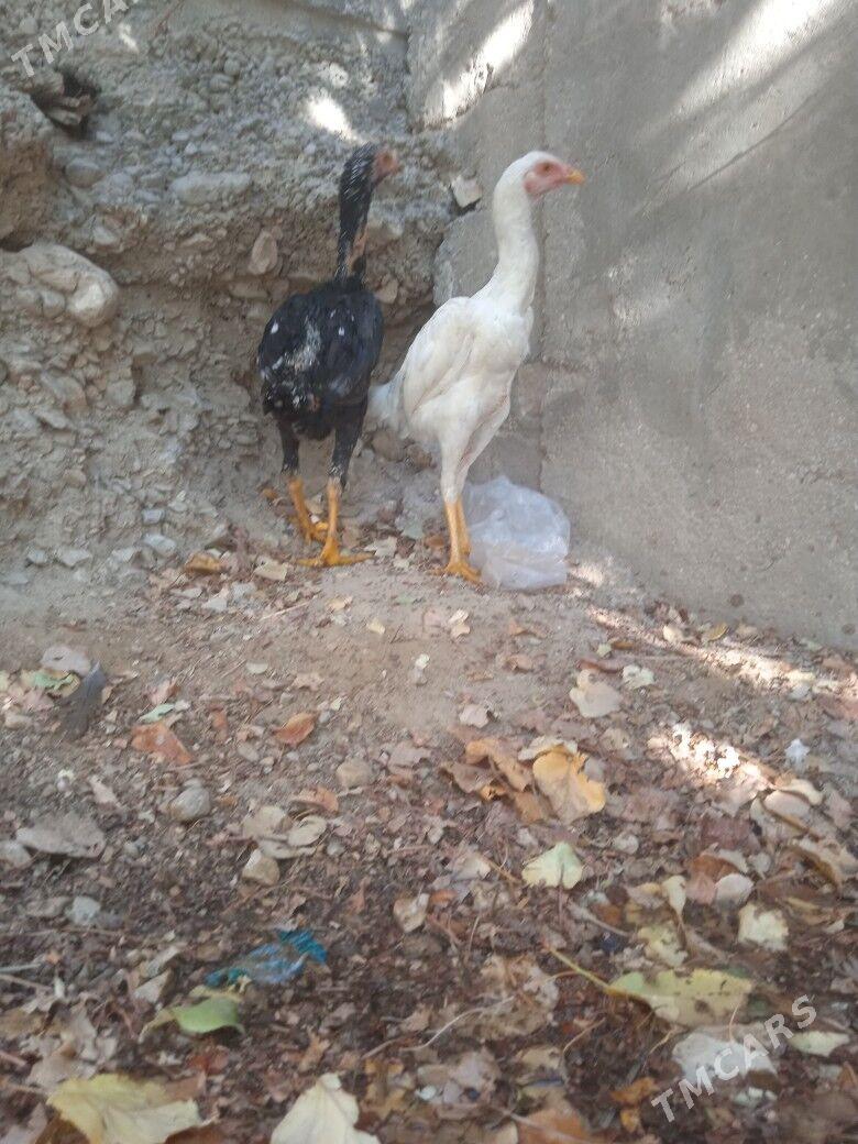 taskent juje - Балканабат - img 4