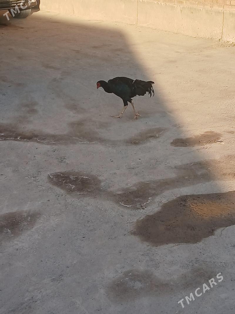 байсог жужелер - Çärjew - img 2