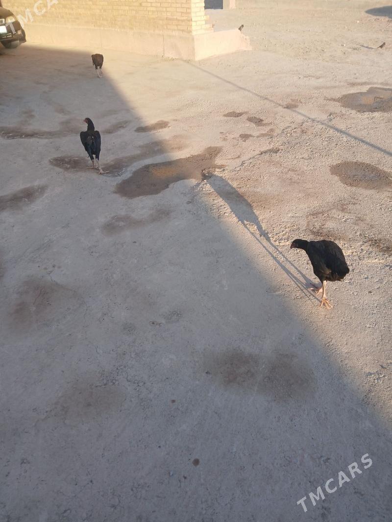 байсог жужелер - Çärjew - img 3