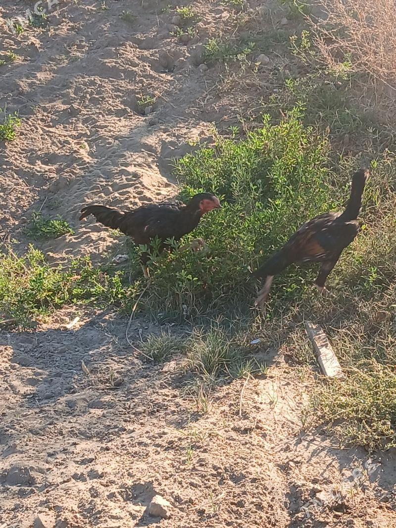 байсог жужелер - Çärjew - img 1