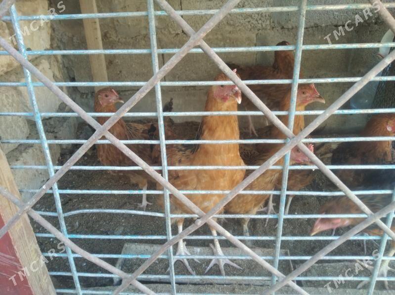 towuklar - Балканабат - img 1