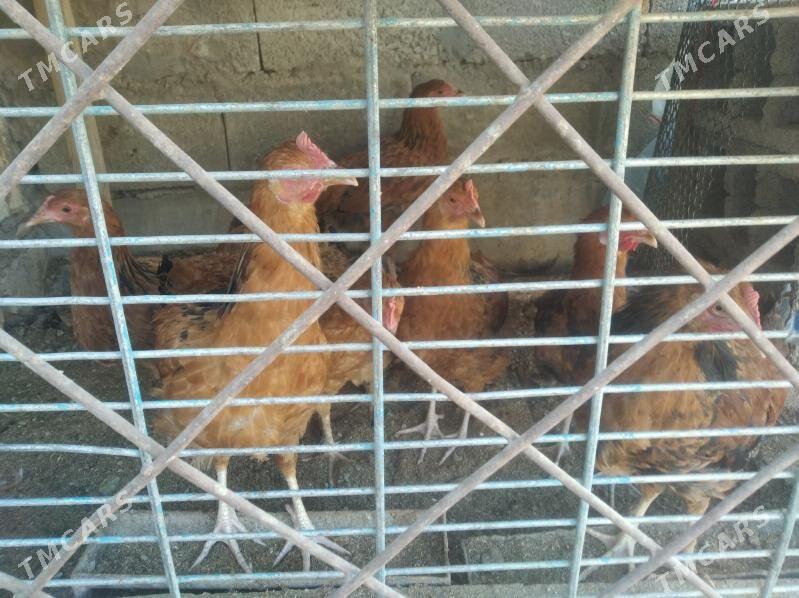 towuklar - Балканабат - img 3