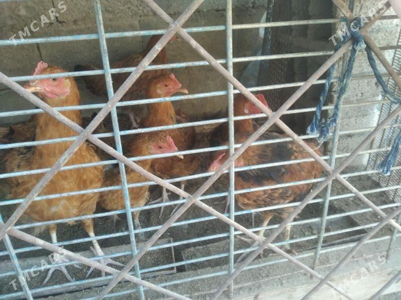 towuklar - Балканабат - img 2