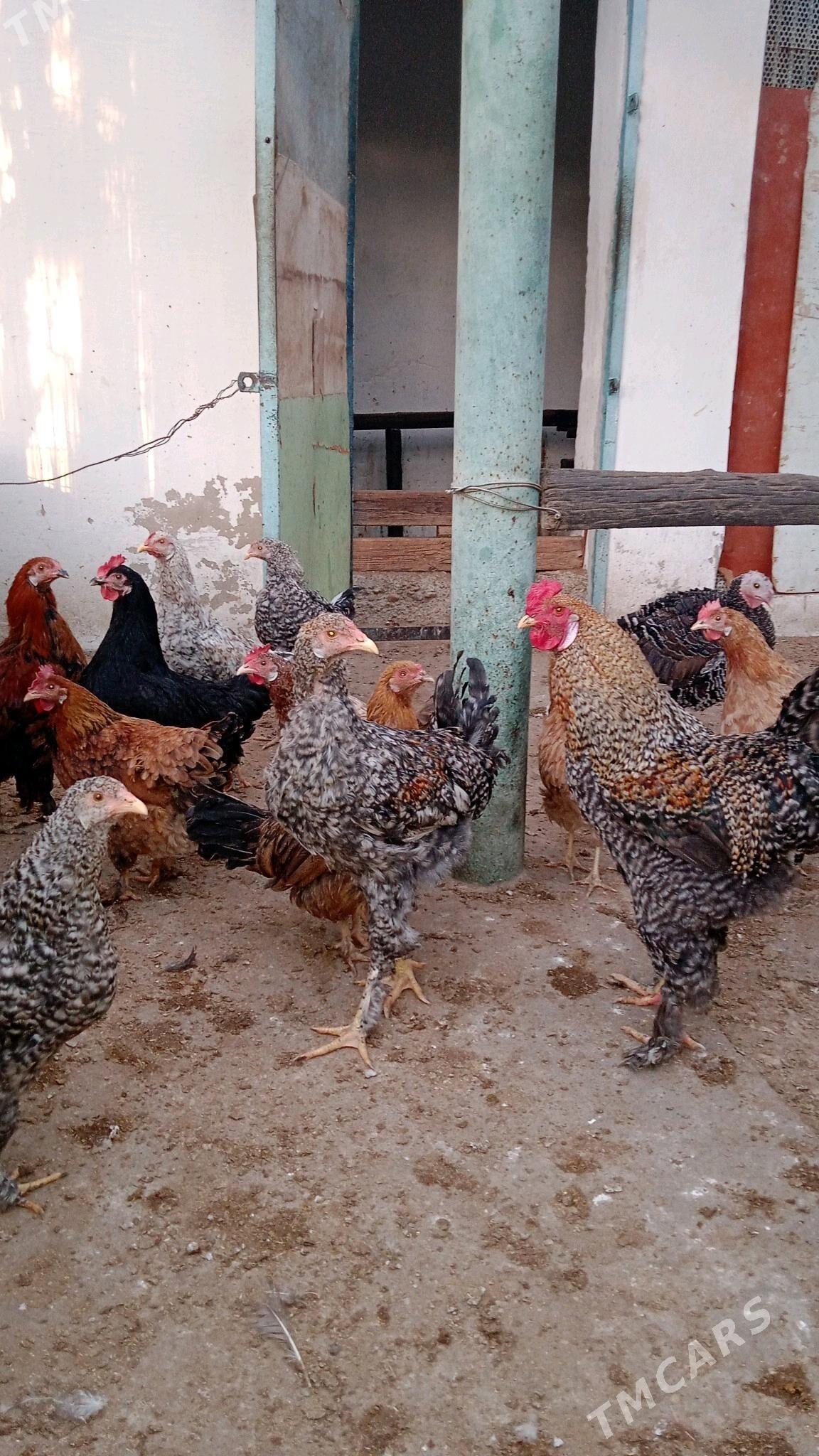 horaz - Балканабат - img 1