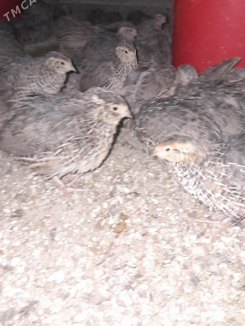 Bedene - Gökdepe - img 2