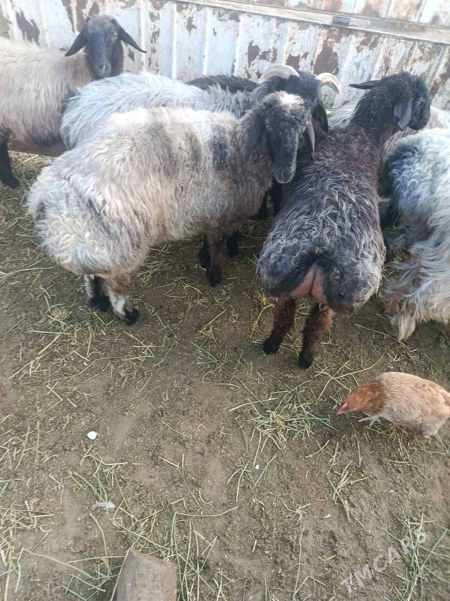 tokly - "Altyn Asyr" Gündogar bazary (Jygyllyk) - img 2