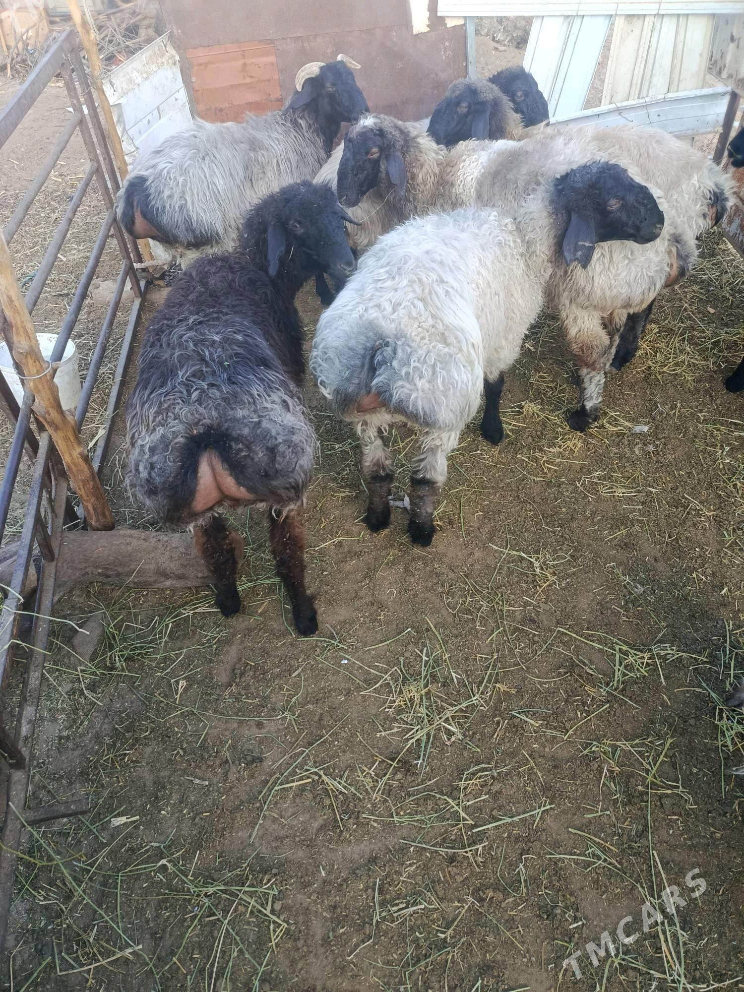 tokly - "Altyn Asyr" Gündogar bazary (Jygyllyk) - img 1