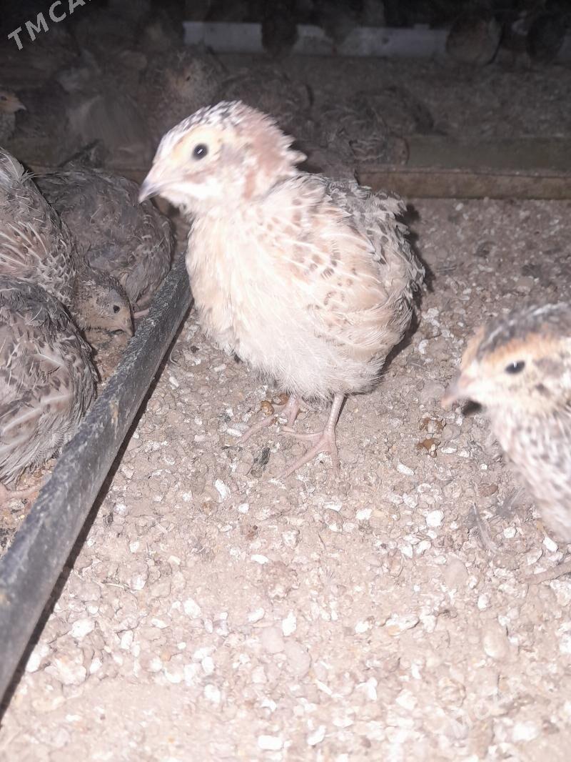 Bedene - Gökdepe - img 1