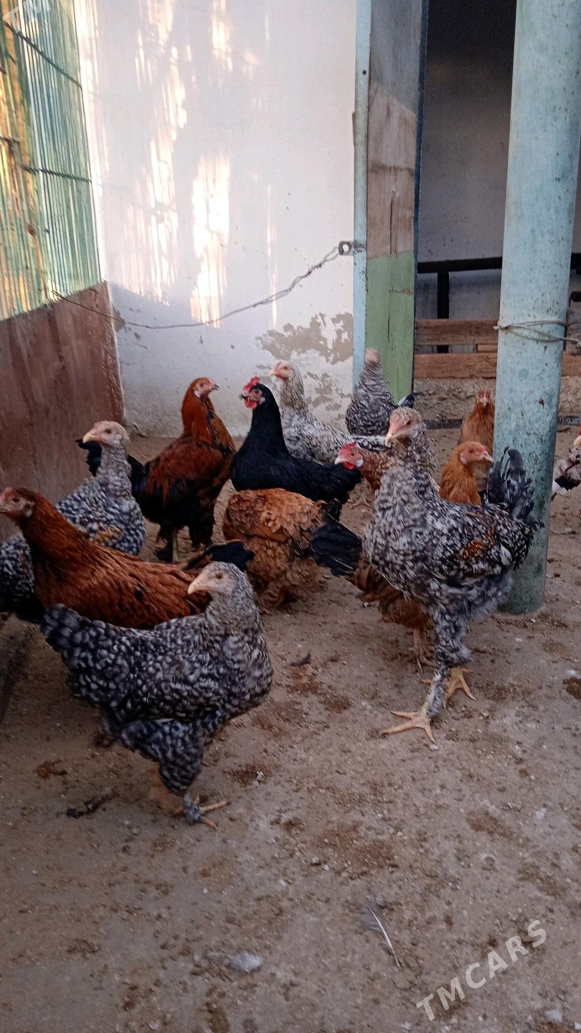 horaz - Балканабат - img 2