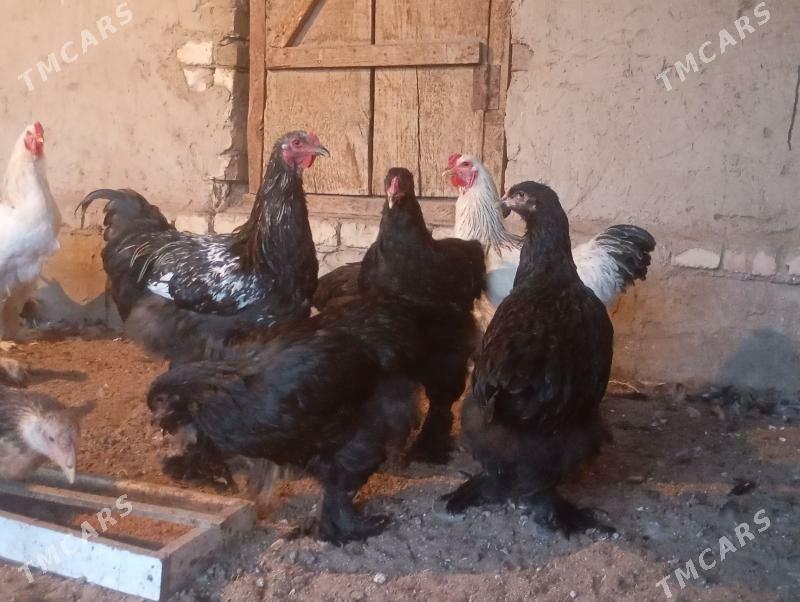 horaz - Мары - img 3