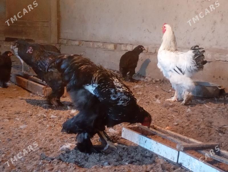 horaz - Мары - img 5