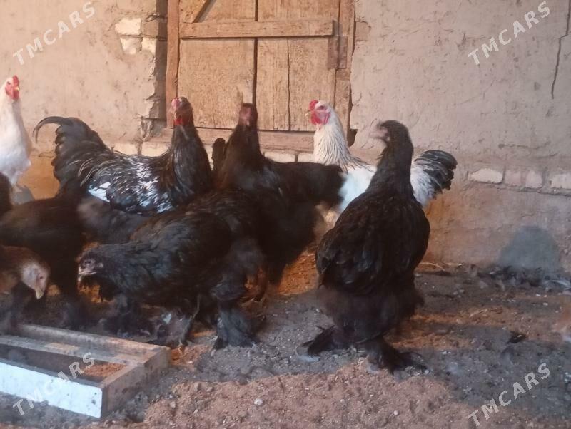 horaz - Мары - img 4