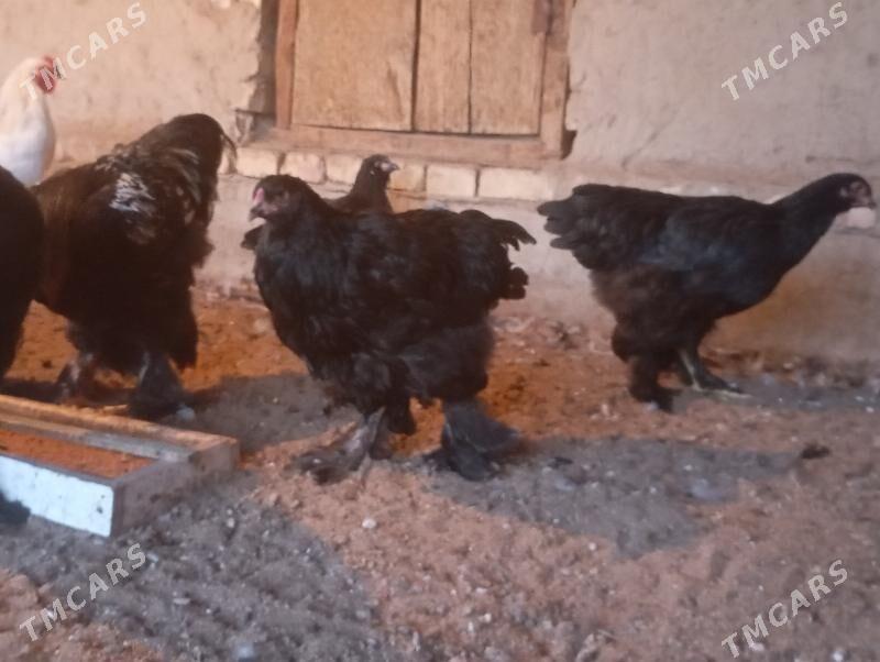 horaz - Мары - img 2