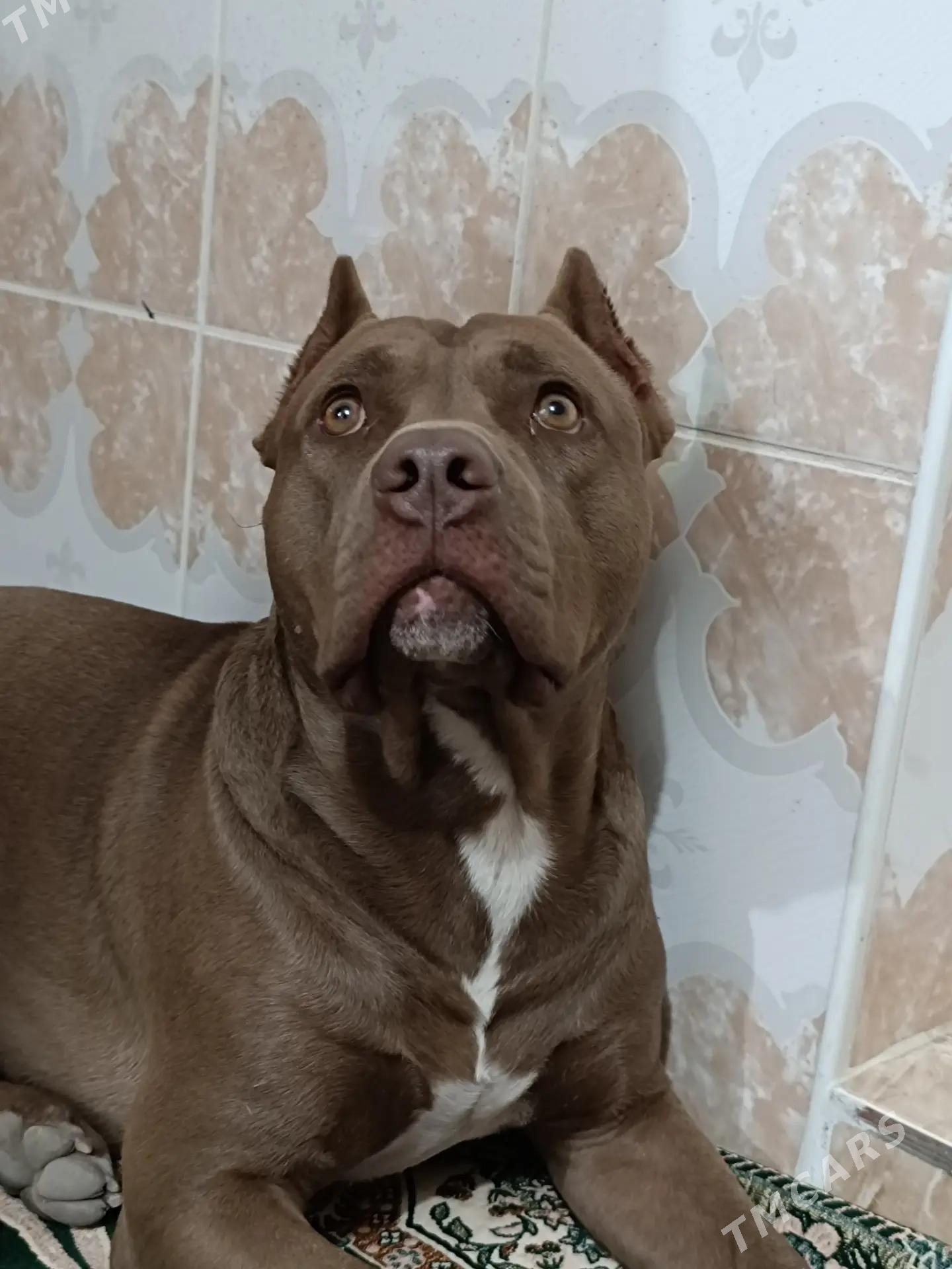 Pitbull - Türkmenabat - img 3