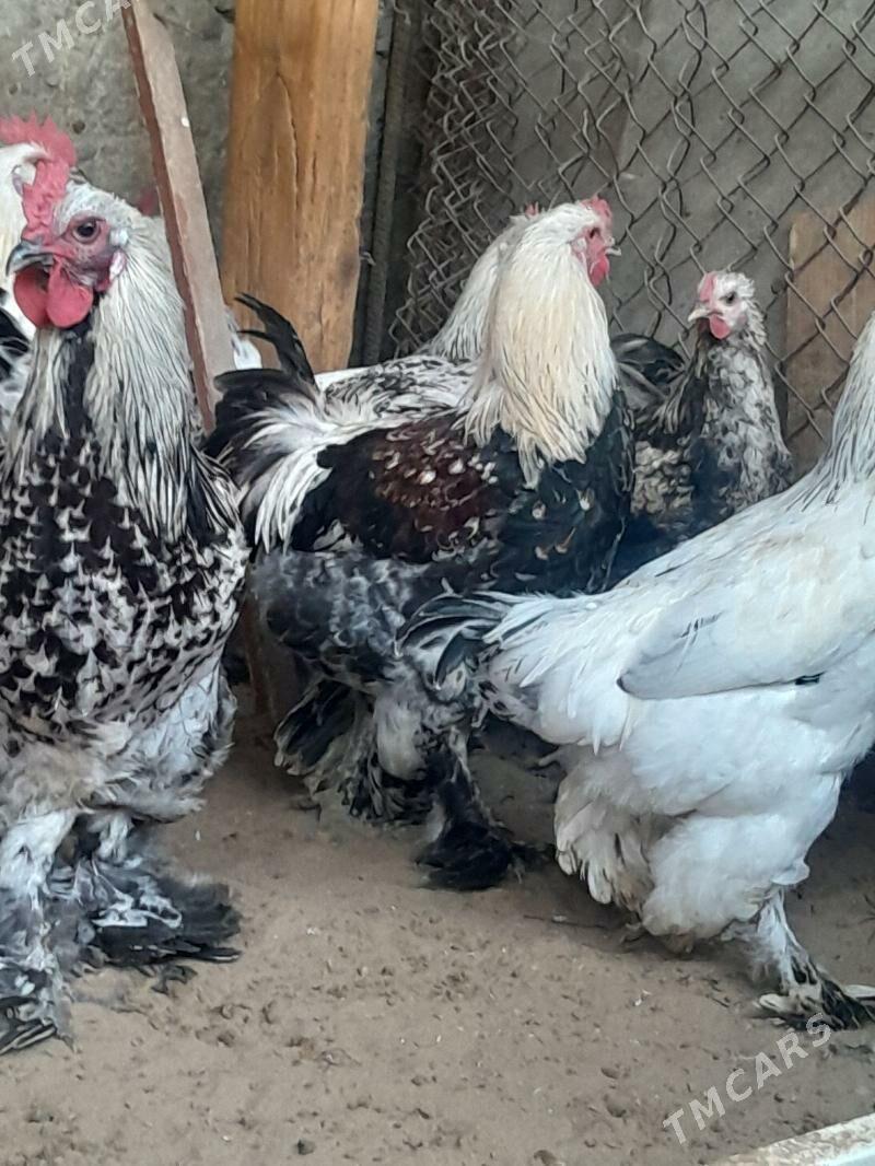 horaz - Кипджак - img 2