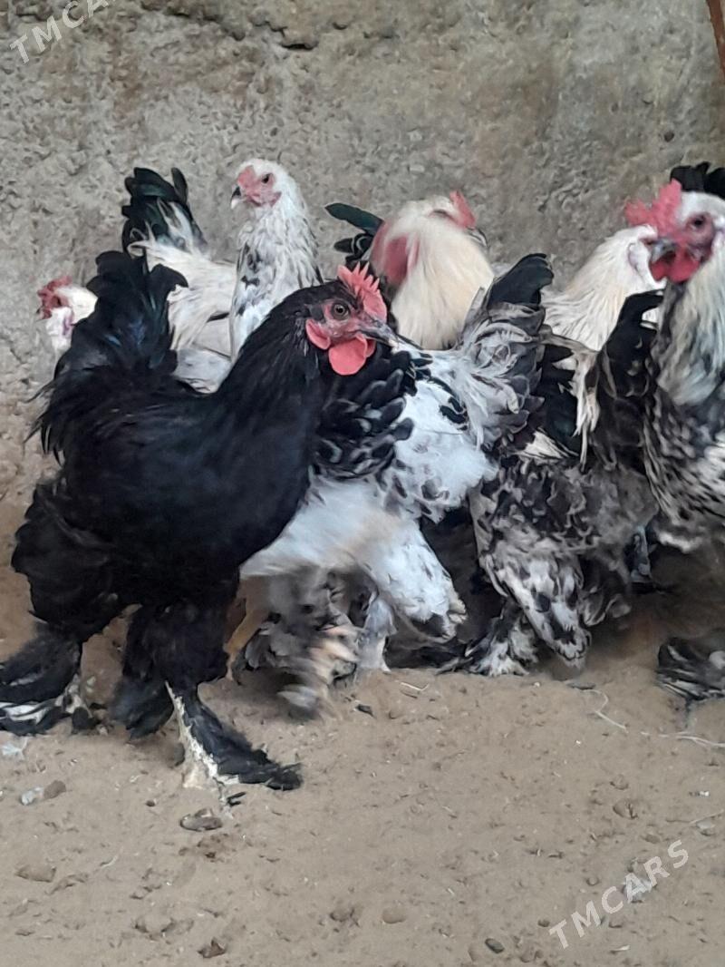 horaz - Кипджак - img 4