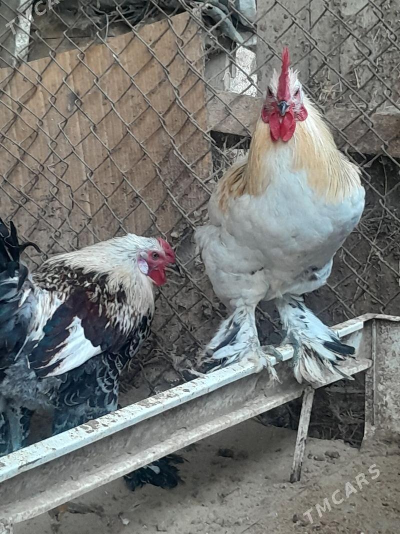 horaz - Кипджак - img 3