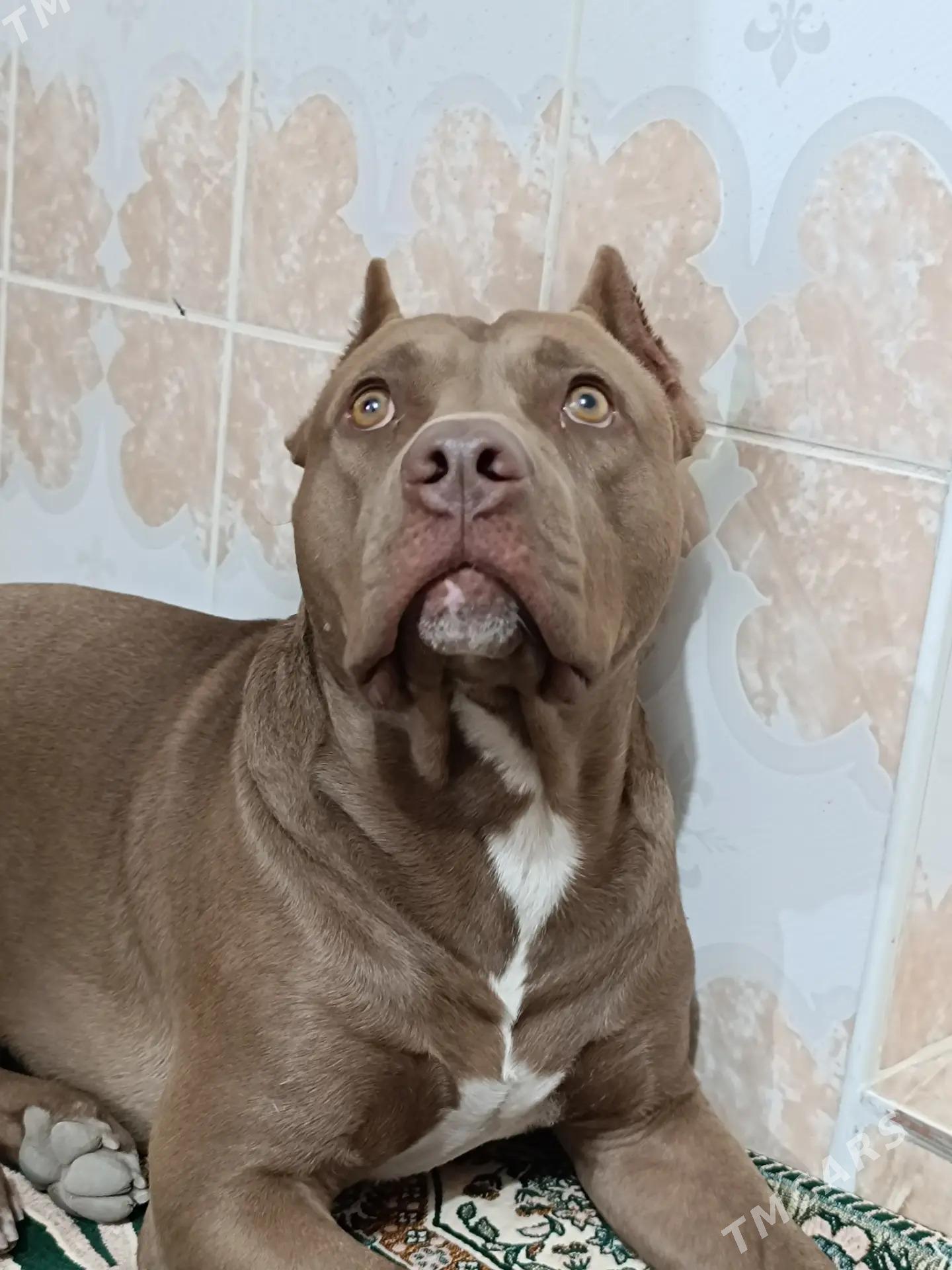 Pitbull - Türkmenabat - img 2