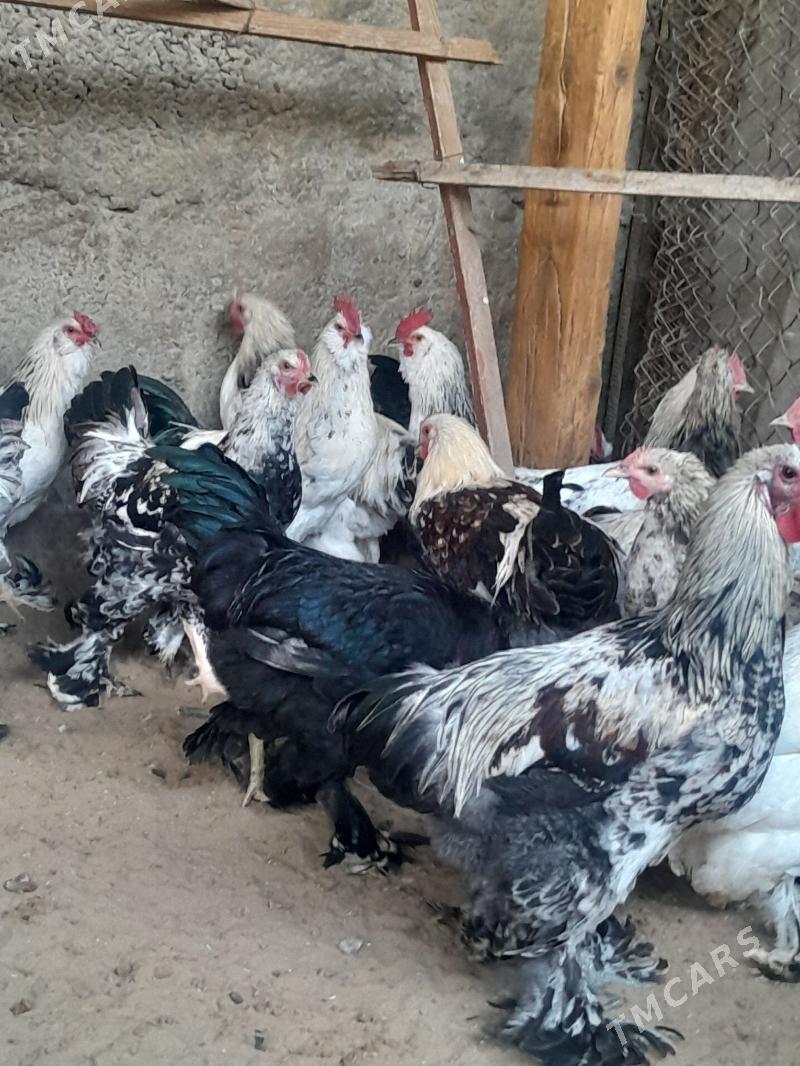 horaz - Кипджак - img 1