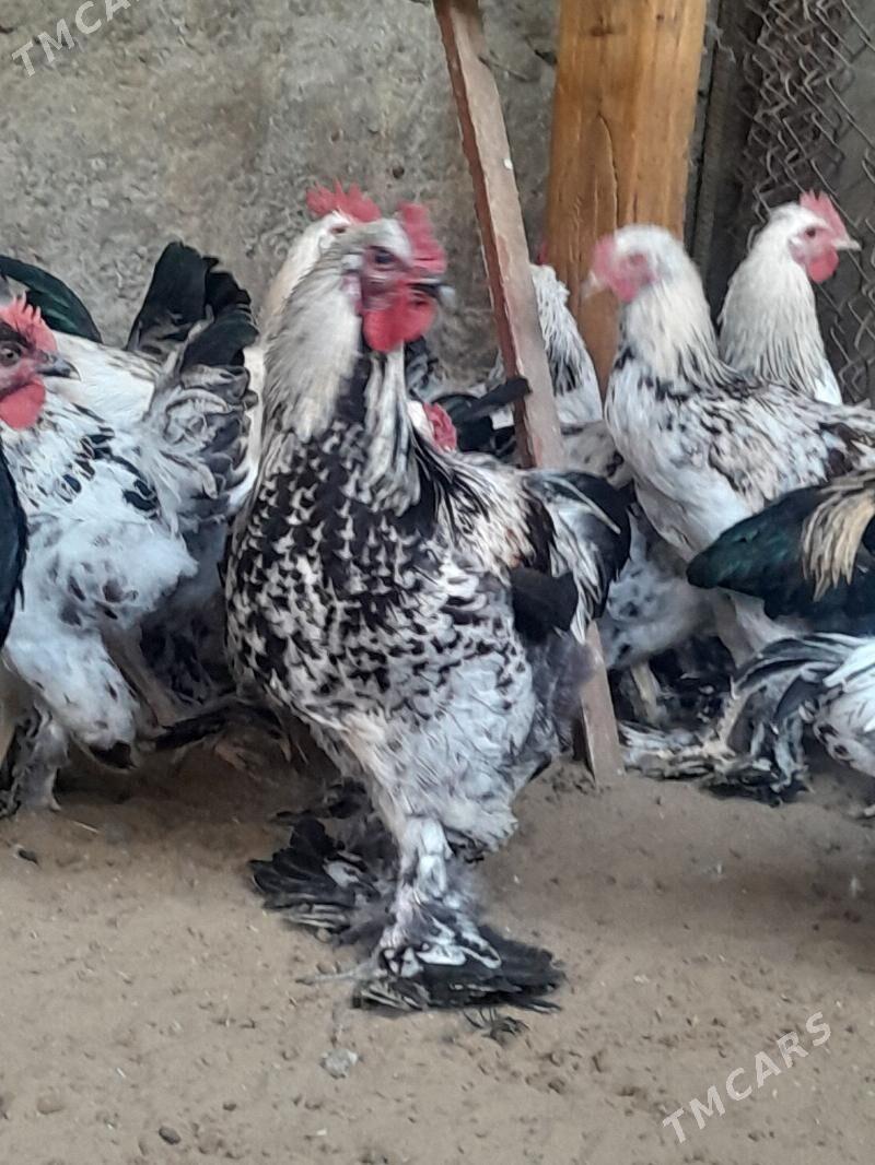 horaz - Кипджак - img 5