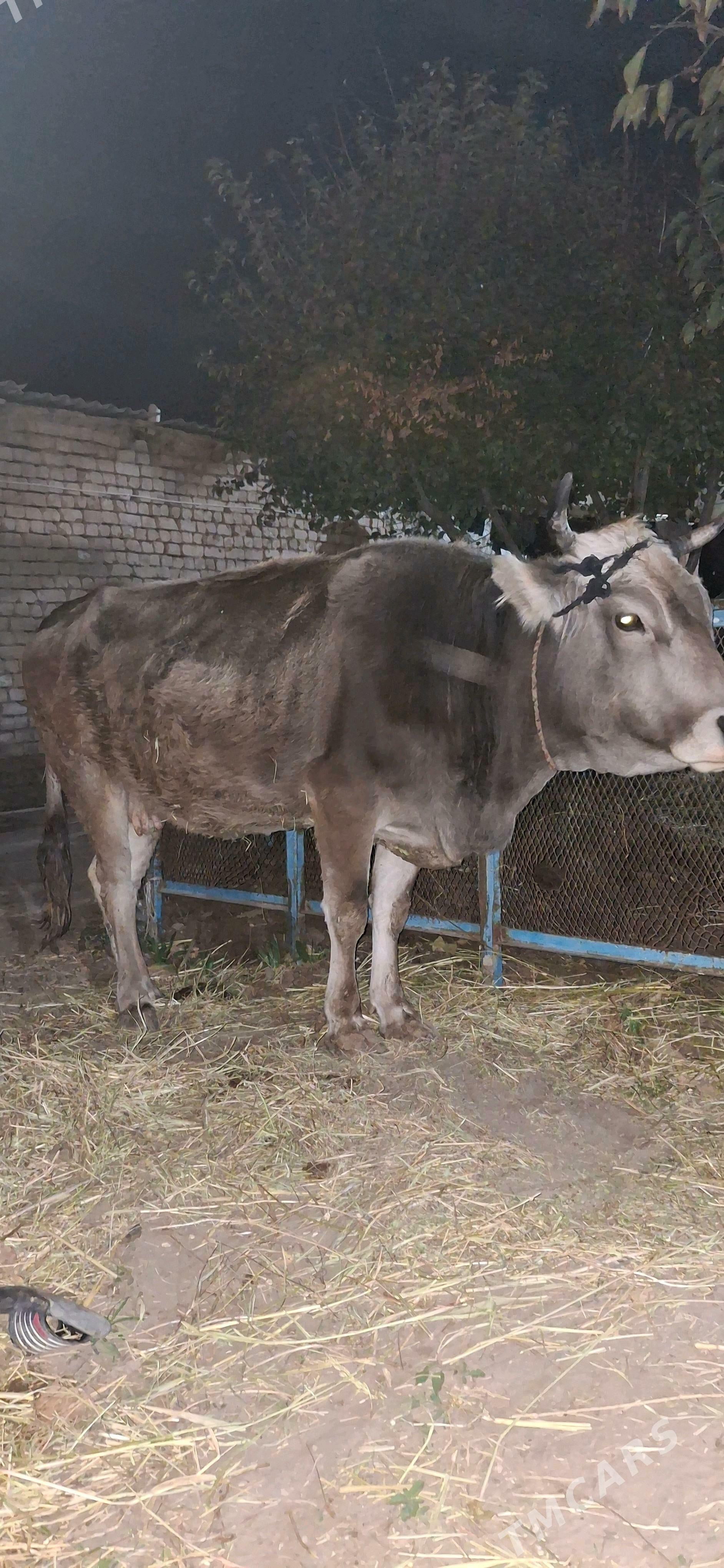 sygyr - Gökje - img 2