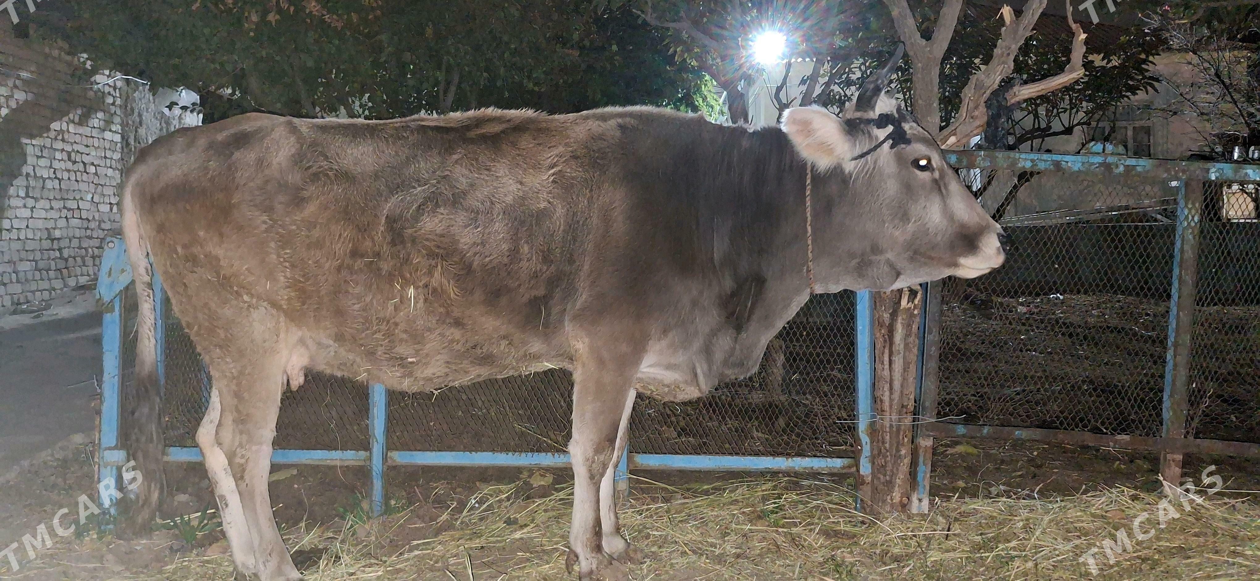 sygyr - Gökje - img 1