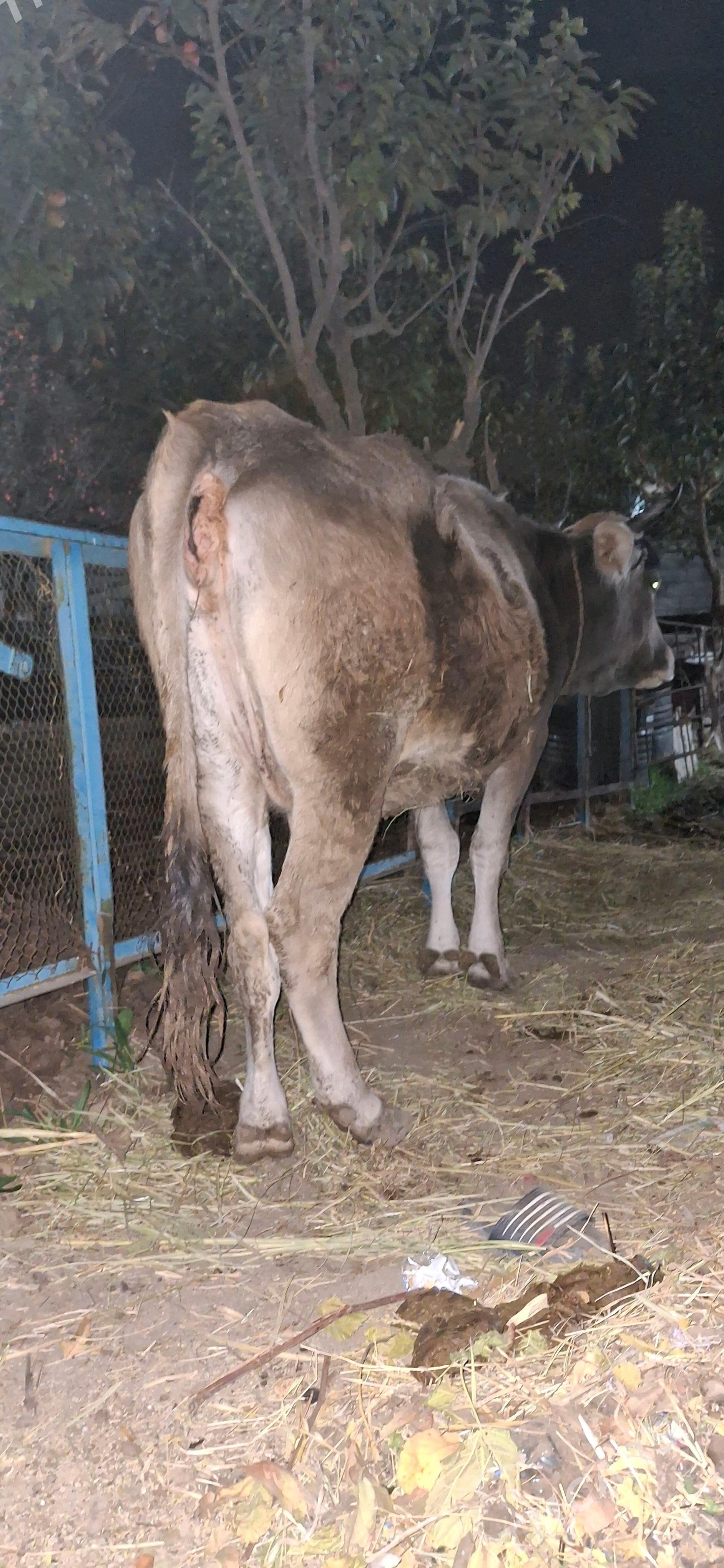 sygyr - Gökje - img 3