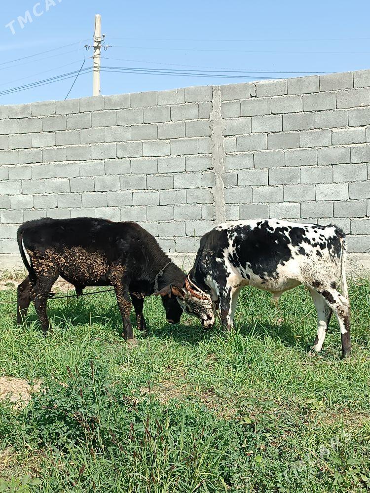 OKUZ - Gökdepe - img 2