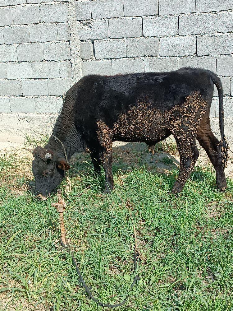 OKUZ - Gökdepe - img 3