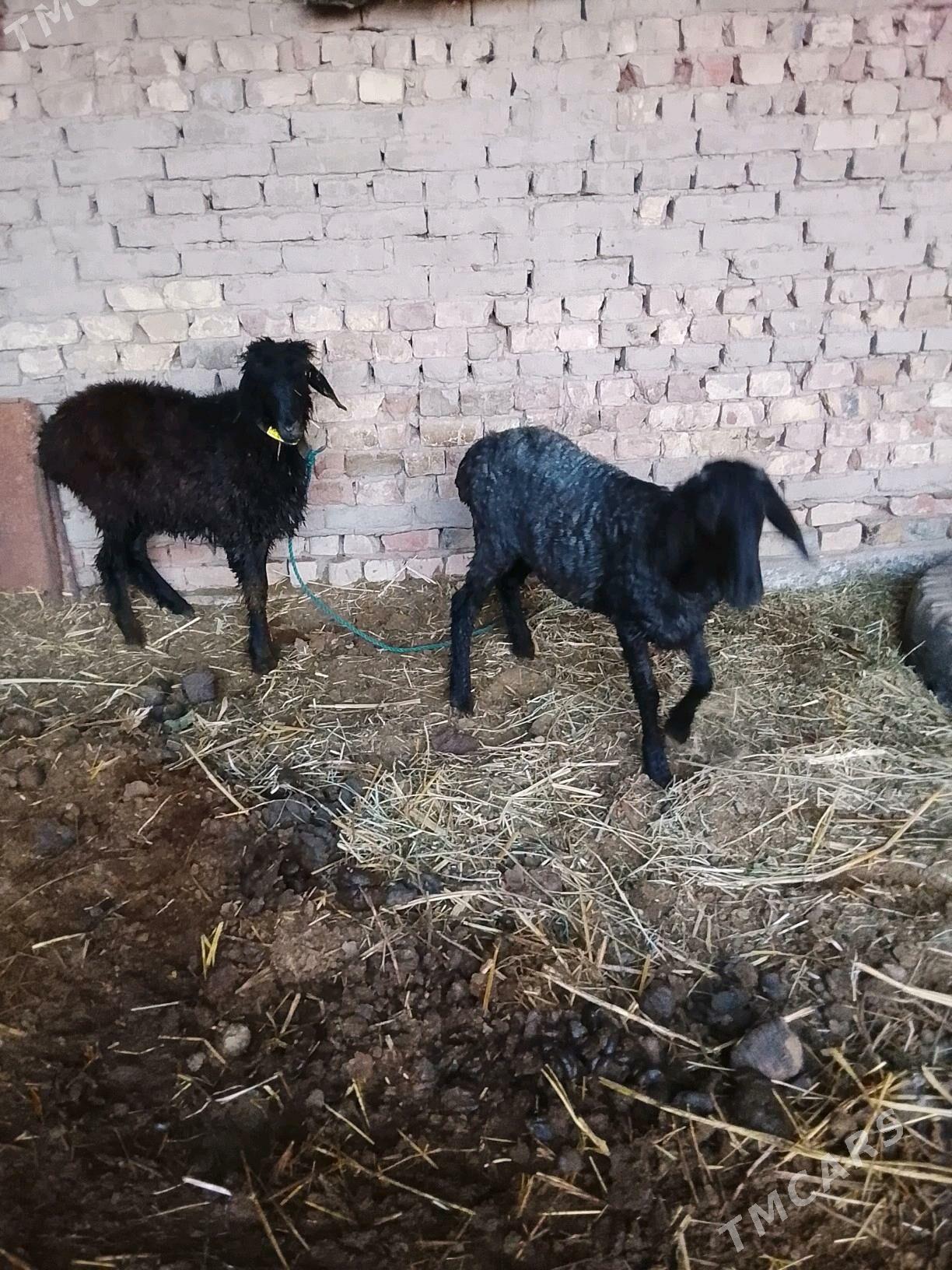 tokly - Чарджоу - img 3