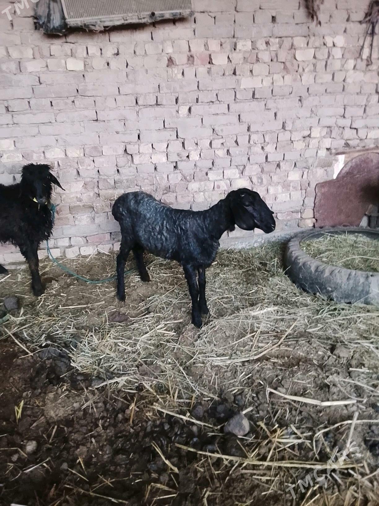 tokly - Чарджоу - img 2