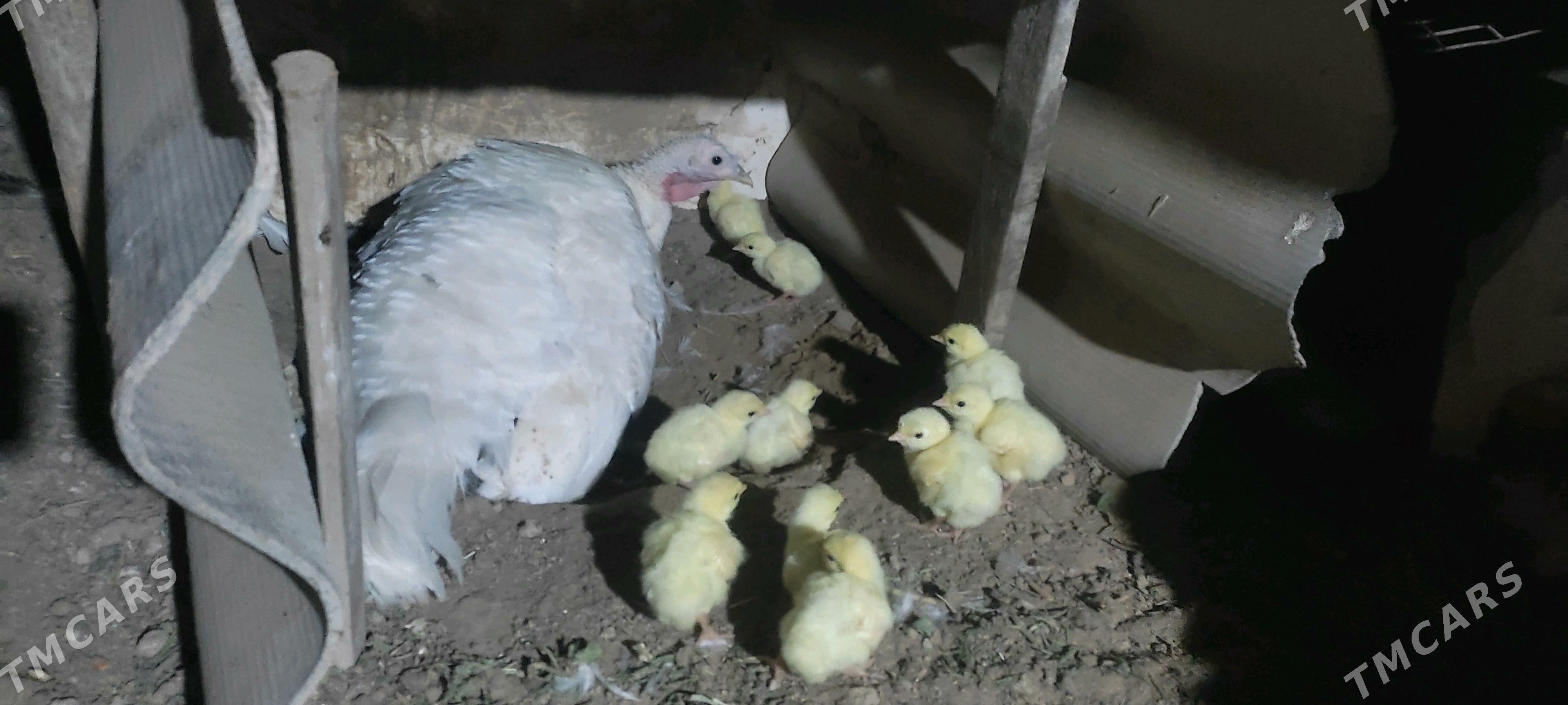 induk - Mary - img 1