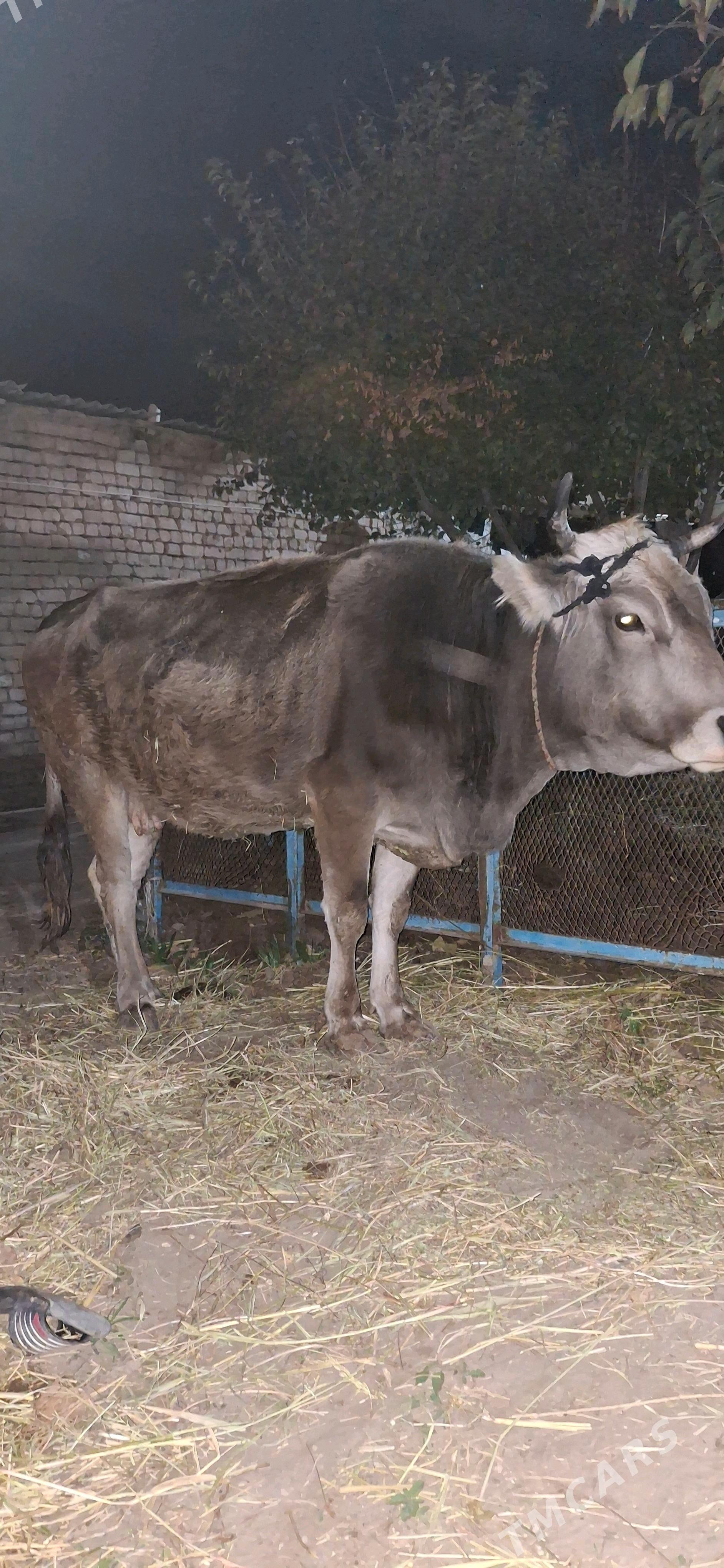 sygyr - Gökje - img 4