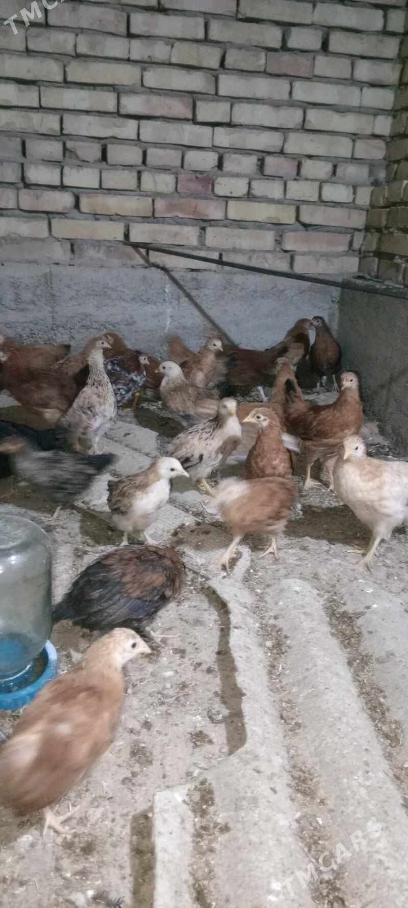 jüýje - Mary - img 4