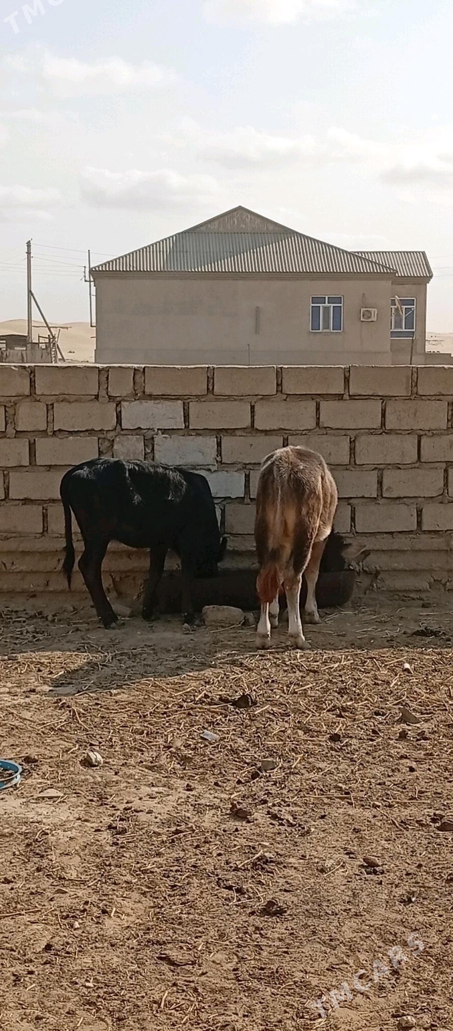 Öküzçe - Esenguly - img 1