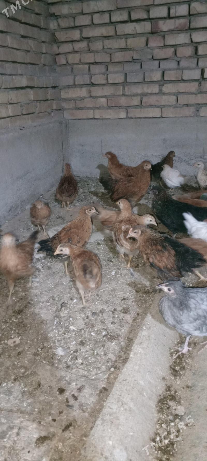 jüýje - Mary - img 2