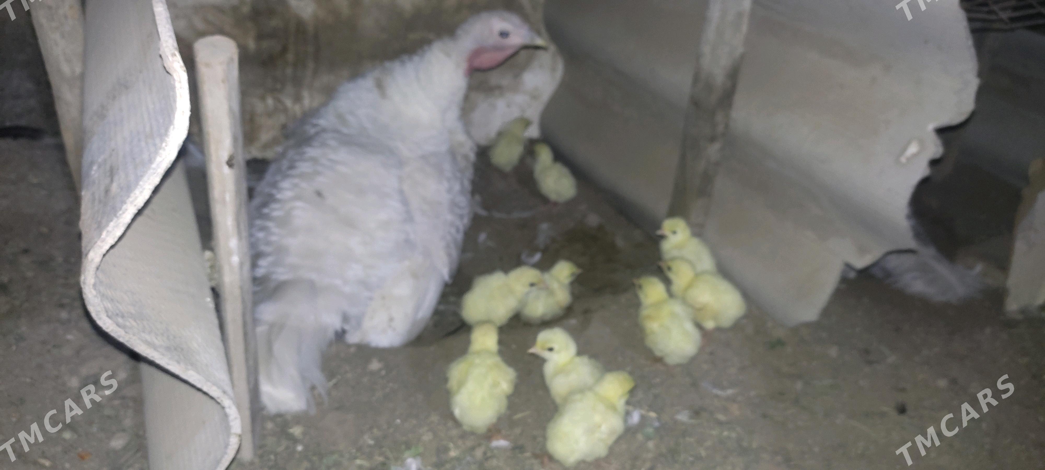 induk - Mary - img 2