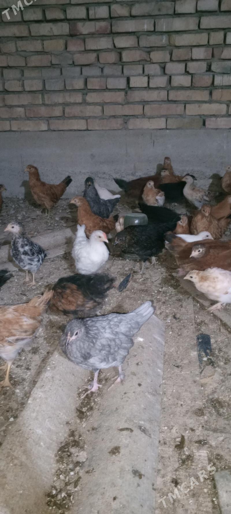 jüýje - Mary - img 3