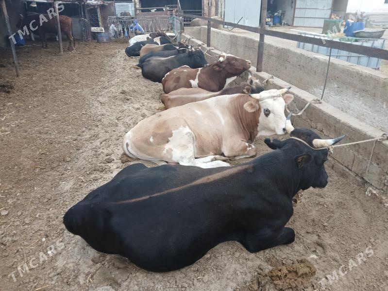 окузлер - Balkanabat - img 5