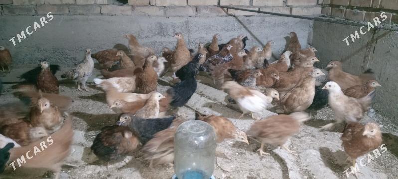 jüýje - Mary - img 5