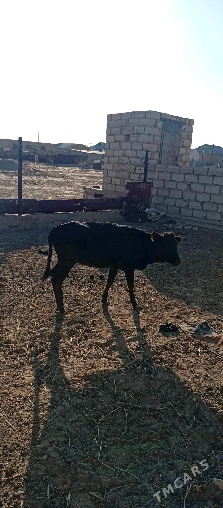 Öküzçe - Esenguly - img 4