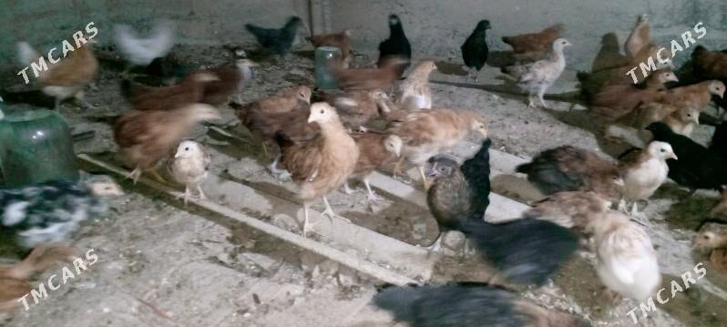 jüýje - Mary - img 6