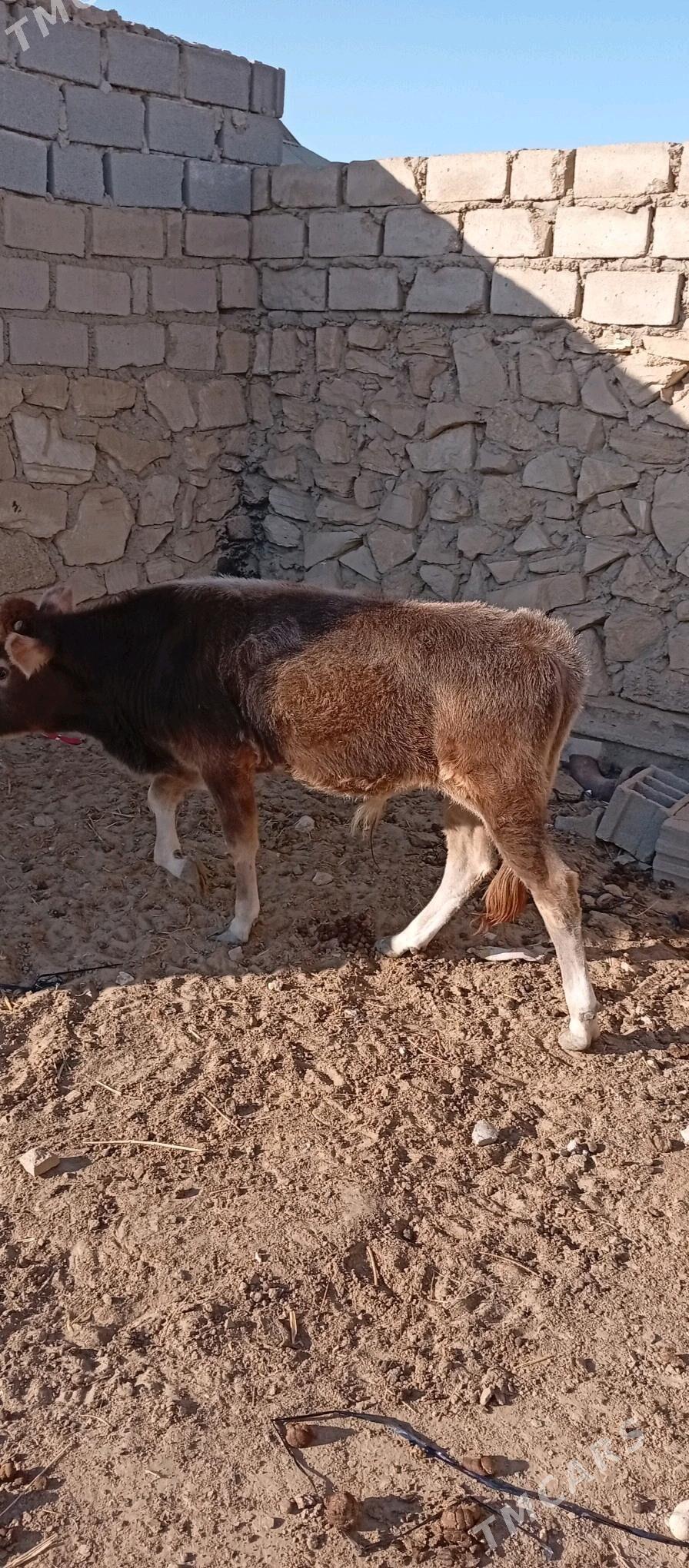 Öküzçe - Esenguly - img 3