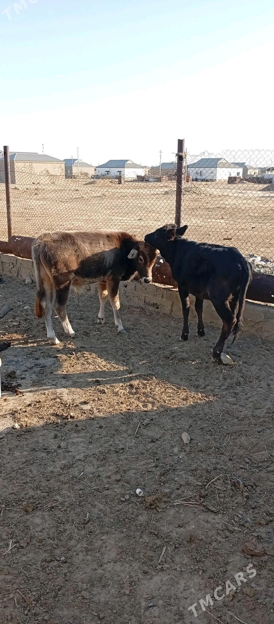 Öküzçe - Esenguly - img 2