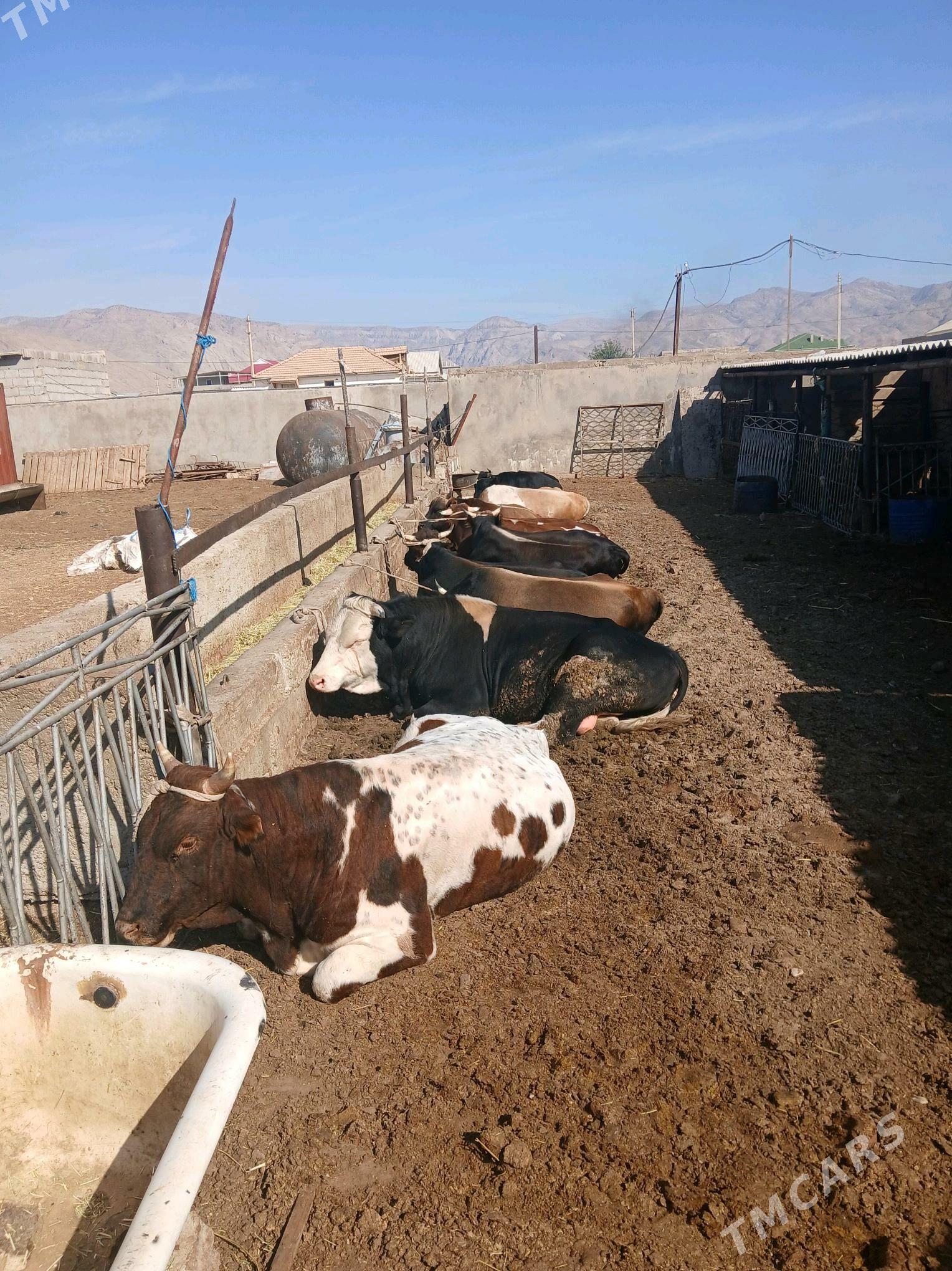 окузлер - Balkanabat - img 3