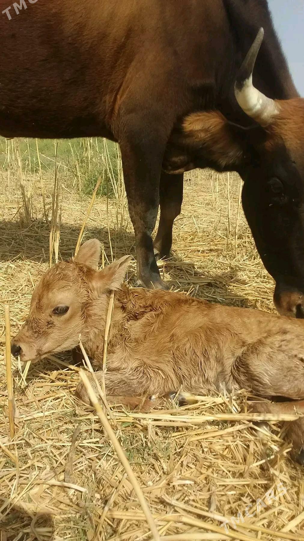 göleli sygye - Ак-Бугдайский этрап - img 1