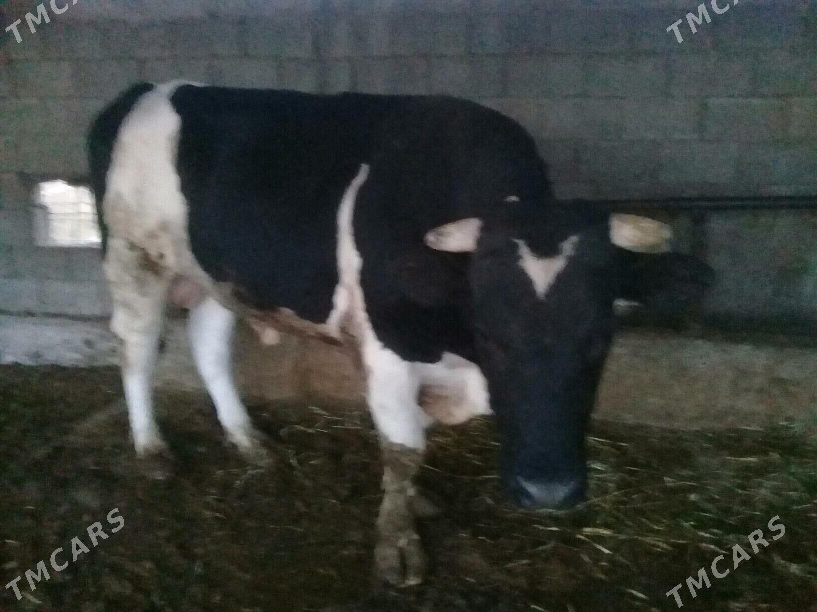 Ala oküz - Гёкдепе - img 3