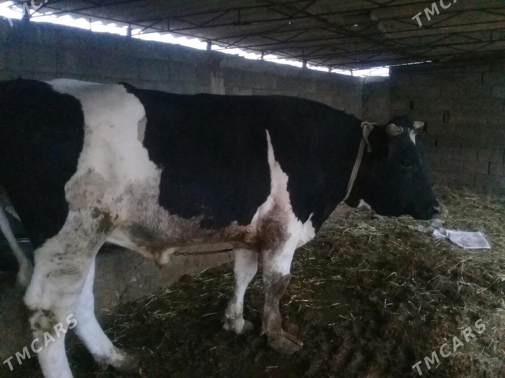 Ala oküz - Гёкдепе - img 2