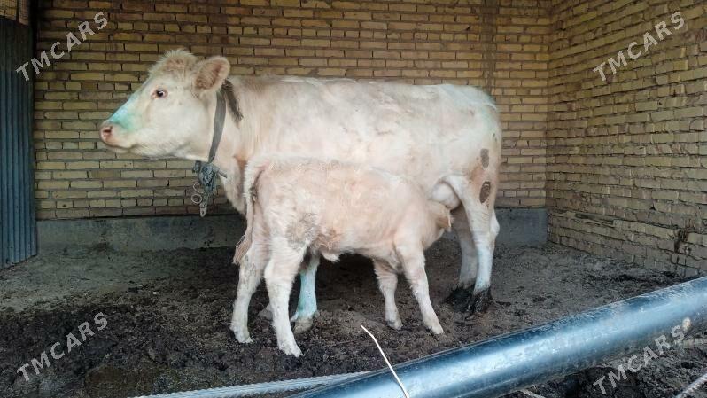 awusdyrlaski - Saýat - img 2