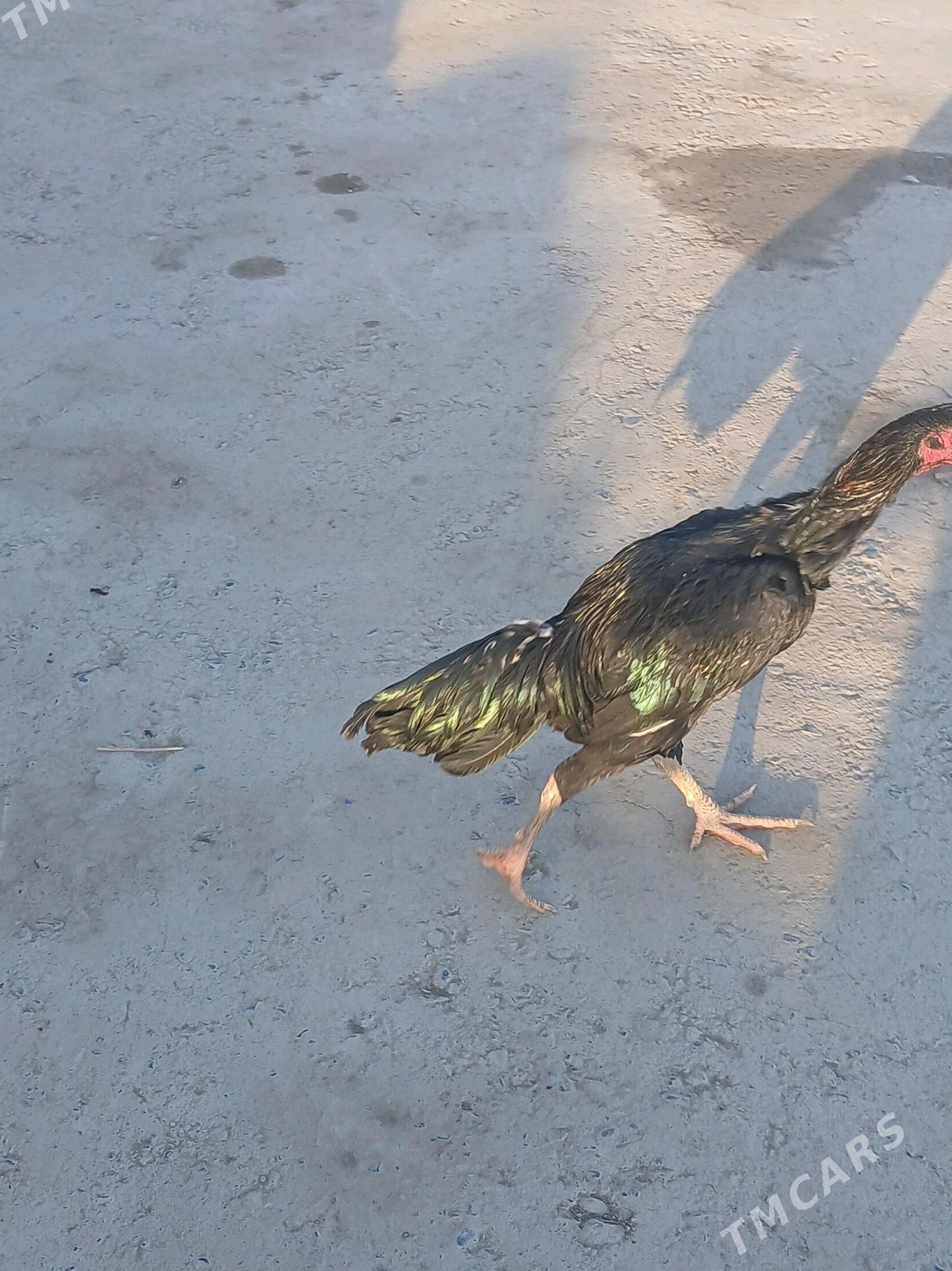 байсог жужелер - Çärjew - img 5